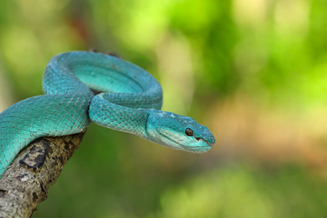 White Lipped Pit Viper (Trimeresurus insularis), Venomous Snake, Venom, Viper Snake, Blue Viper...