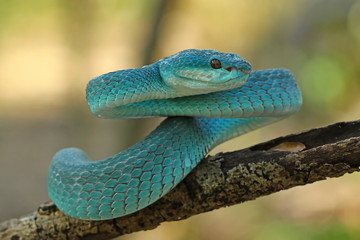 White Lipped Pit Viper (Trimeresurus insularis), Venomous Snake, Venom, Viper Snake, Blue Viper Snake