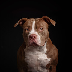 American pit bull terrier. Puppy. Dark background