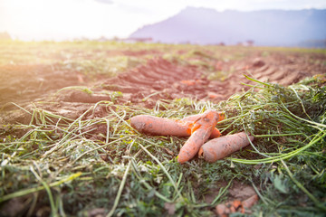 Carrot cultivation on an organic agriculture field. Fresh carrots and soil.