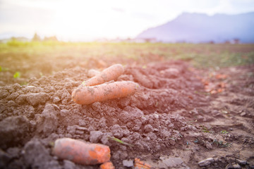 Carrot cultivation on an organic agriculture field. Fresh carrots and soil.