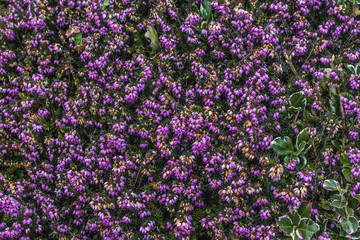 Fototapeta premium purple flowers in the garden