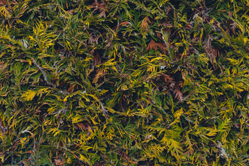 abstract background with leaves