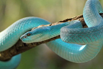White Lipped Pit Viper (Trimeresurus insularis), Venomous Snake, Venom, Viper Snake, Blue Viper Snake