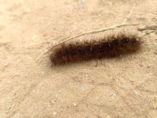 A large caterpillar crawling on a ground