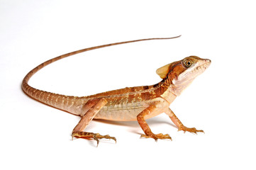 Streifenbasilisk (Basiliscus vittatus) - Brown basilisk, striped basilisk