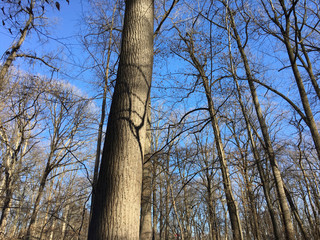 trees and sky in winter woods