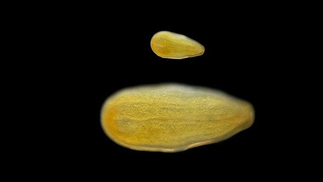 A coral larva under a microscope, adult corals release free-floating larvae for the next generation to breed, they swim with cilia, at the end it burrows into the ground and begins to grow