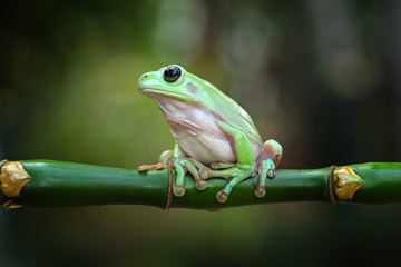 green tree frog, dumpy frog