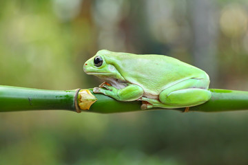 green tree frog, dumpy frog