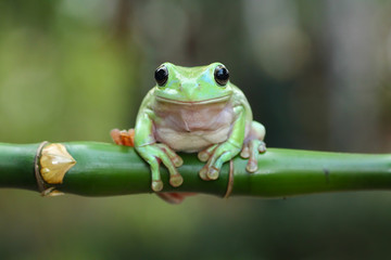 green tree frog, dumpy frog