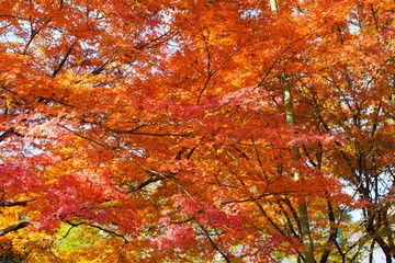 日本の東京都にある六義園という日本庭園の紅葉