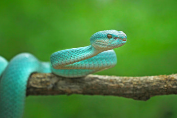 White Lipped Pit Viper (Trimeresurus insularis), Venomous Snake, Venom, Viper Snake, Blue Viper Snake