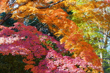 日本の東京都にある六義園という日本庭園の紅葉