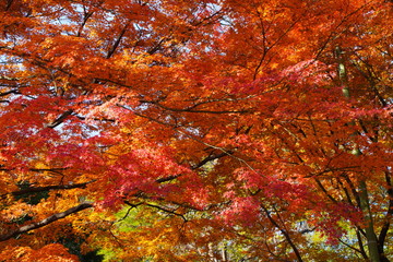 日本の東京都にある六義園という日本庭園の紅葉