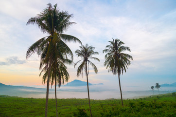 Fototapeta na wymiar palm trees and the fog in the morning