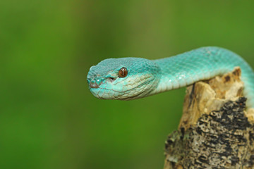 White Lipped Pit Viper (Trimeresurus insularis), Venomous Snake, Venom, Viper Snake, Blue Viper Snake