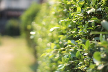 Obraz premium Closed up little bokeh of Beautiful Green nature bush with sun light background. Green background