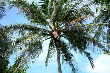 Fototapeta na wymiar a man on a palm tree