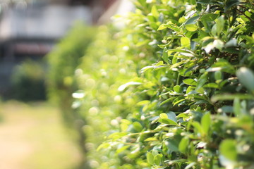 Closed up little bokeh of Beautiful Green nature bush with sun light background. Green background