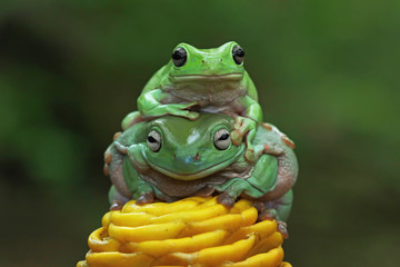 green tree frog, dumpy frog