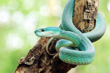 White Lipped Pit Viper (Trimeresurus insularis), Venomous Snake, Venom, Viper Snake, Blue Viper Snake