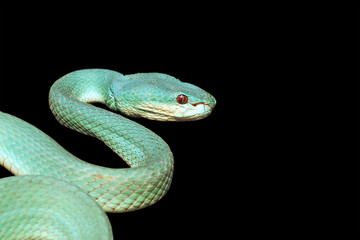 blue viper snake on black background, venomous and poisonous snake