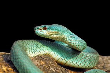 blue viper snake on black background, venomous and poisonous snake