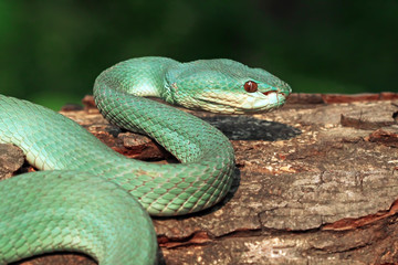 White Lipped Pit Viper (Trimeresurus insularis), Venomous Snake, Venom, Viper Snake, Blue Viper Snake