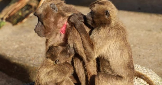 A group of Gelada Baboons (Theropithecus gelada) grooming each other.