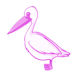 Pink pelican on white background