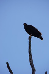 Eagle resting on a dead tree, nature reserve,  mangrove forest