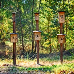 sTwo Bird and Three Bat Houes in the Woods
