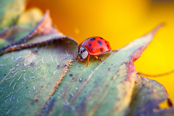 Macro of ladybug on a blade of grass