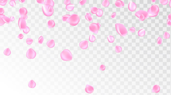 Pink Rose Petal Falling Background. Confetti With Petals. Vector Eps 10. Pink Rose Petals Vector Illustration.