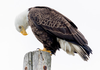 Bald Eagle