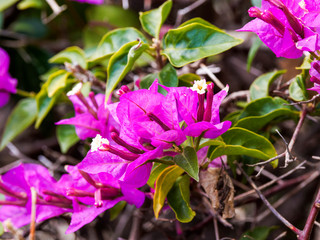 Great bougainvillea or paper flower beautiful ornamental shrub with red-purple and pink bracts or flowers (Bougainvillea spectabilis)