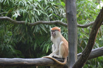 Affe