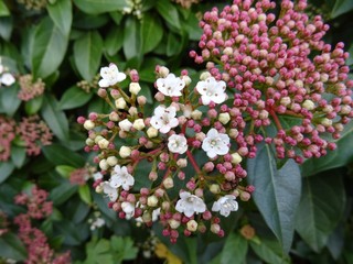 Lorbeer-Schneeball Blüte