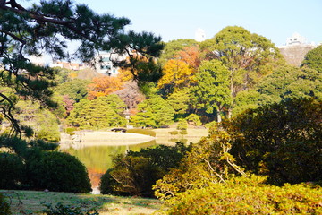 日本の東京都の六義園と言う日本庭園の秋の風景