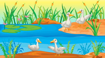 Fototapeta na wymiar Scene with ducks by the river