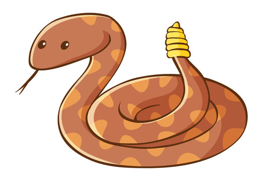 Rattle snake on white background