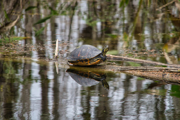 Everglades Florida Nature Schildkröte Turtle sitzt auf Ast im Wasser Spiegelung