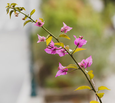 Stem of Great bougainvillea or paper flower with pink bracts or flowers (Bougainvillea spectabilis)