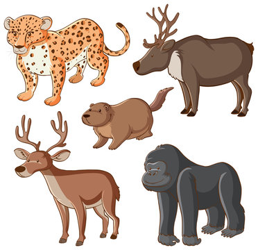 Isolated picture of wild animals