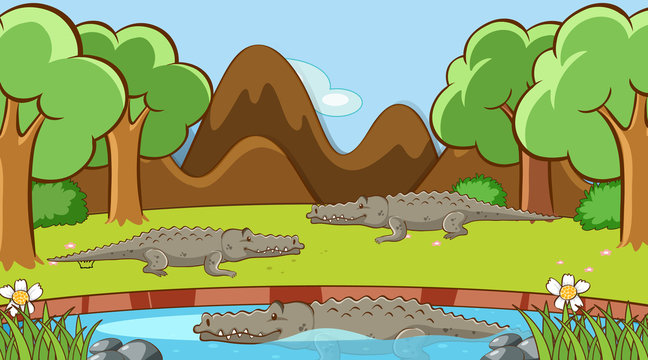 Scene with crocodiles in the pond