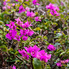(Bougainvillea spectabilis) Great bougainvillea or paper flower beautiful ornamental shrub with red-purple and pink bracts
