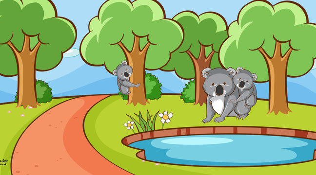 Scene with koala in the park