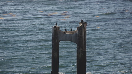 birds on posted on ruins at the beach2