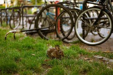 Little brown rabbit eating grass in the park, next to a bicycle parking in Amsterdam